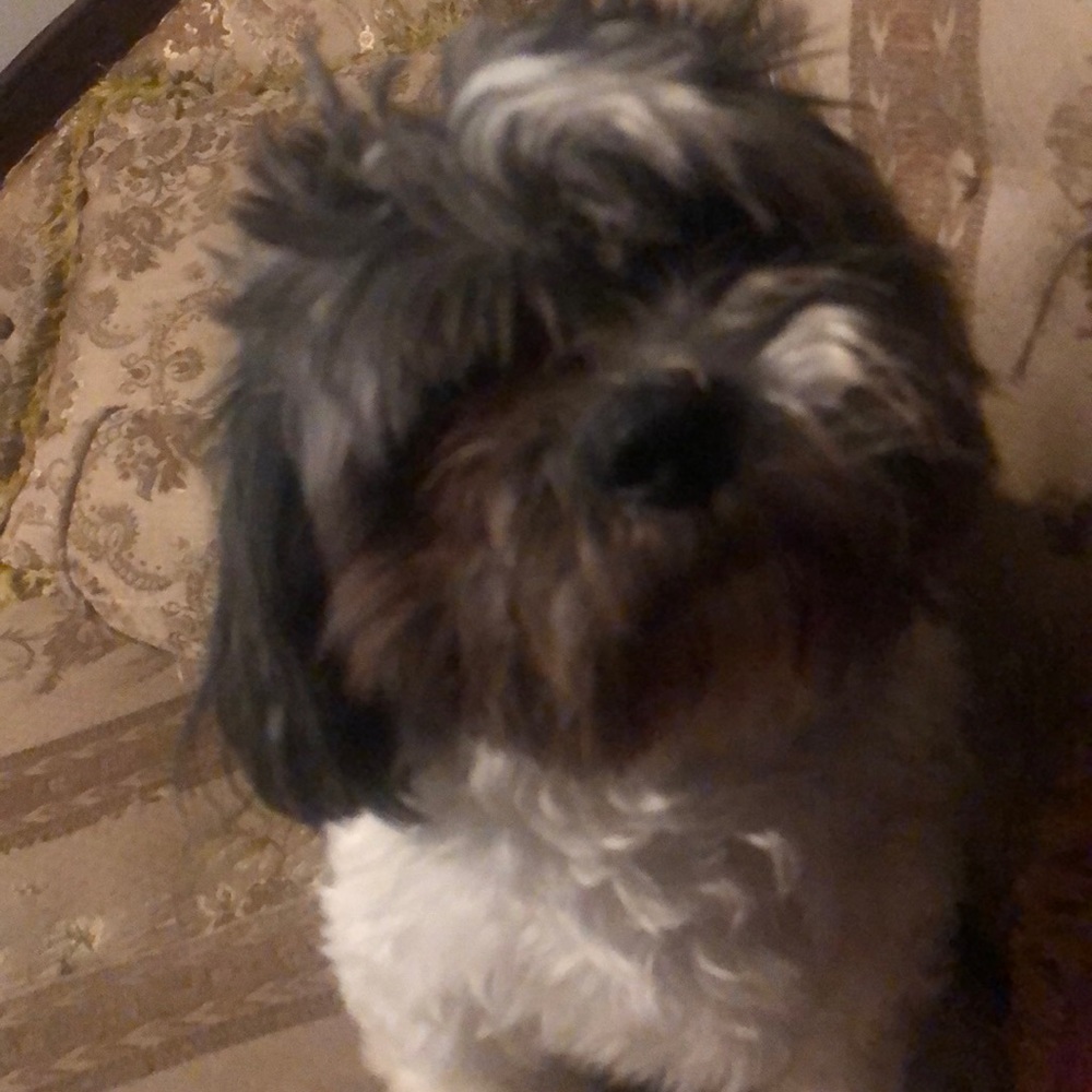 Meet your Posher, Loso